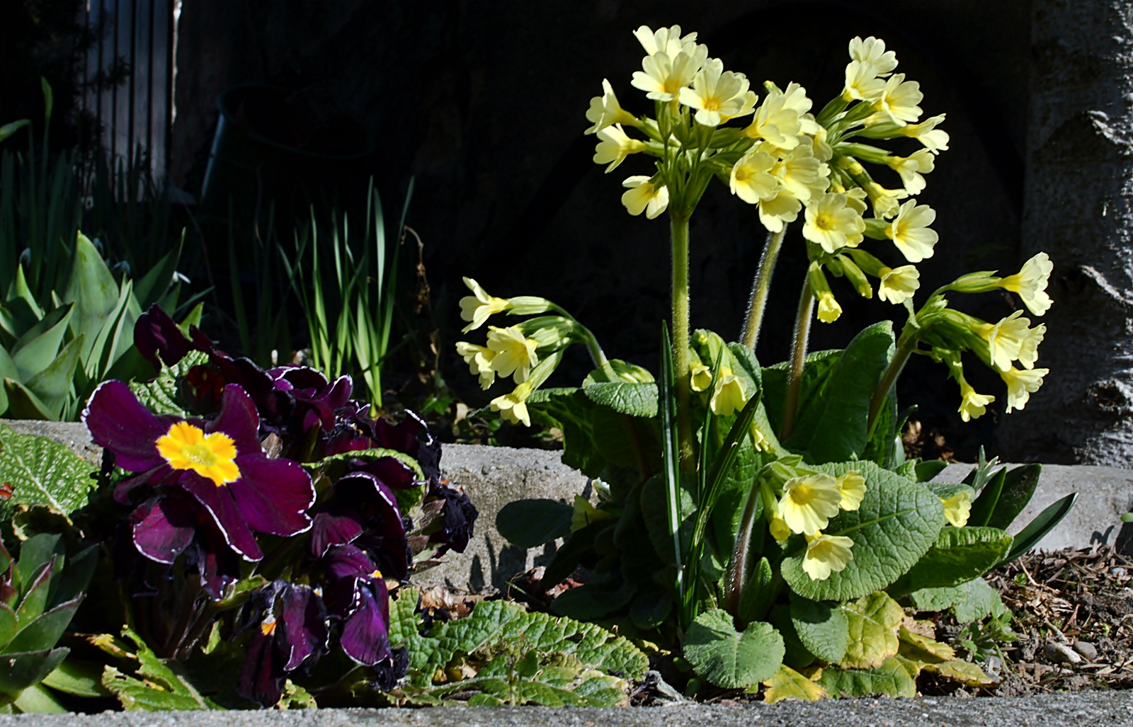 ~~~ Früher Frühling ~~~