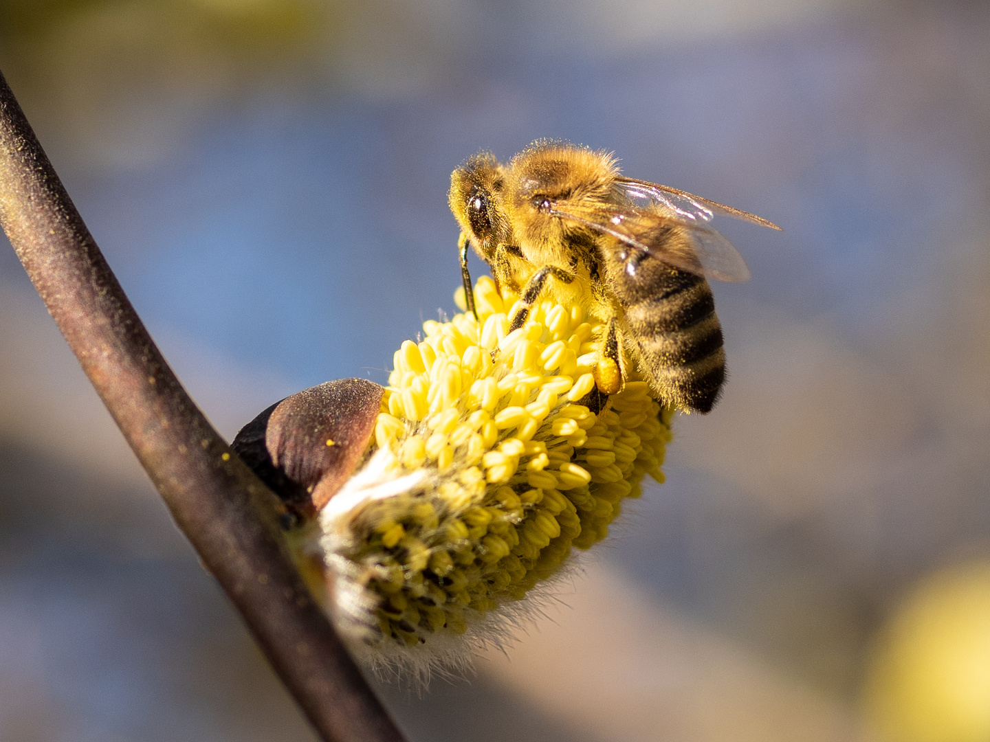 Früher Frühling