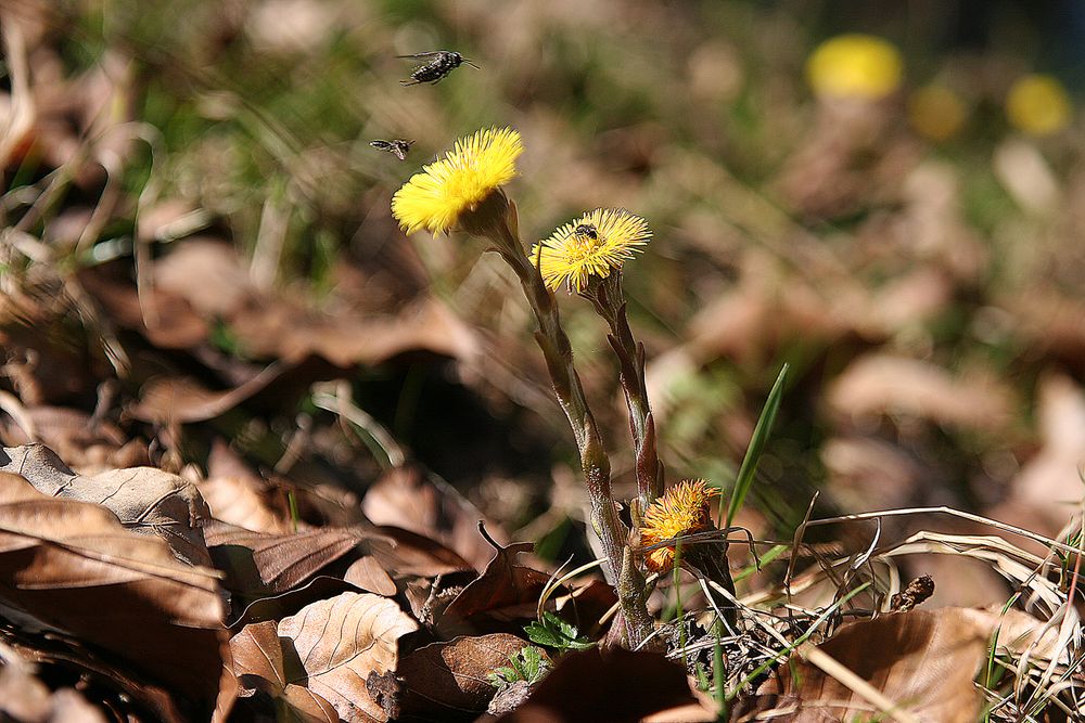 früher Frühling