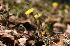 früher Frühling