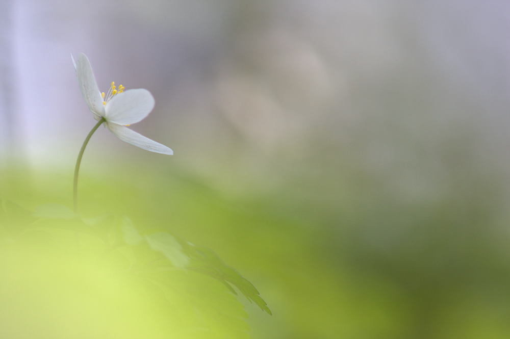 Früher Frühling