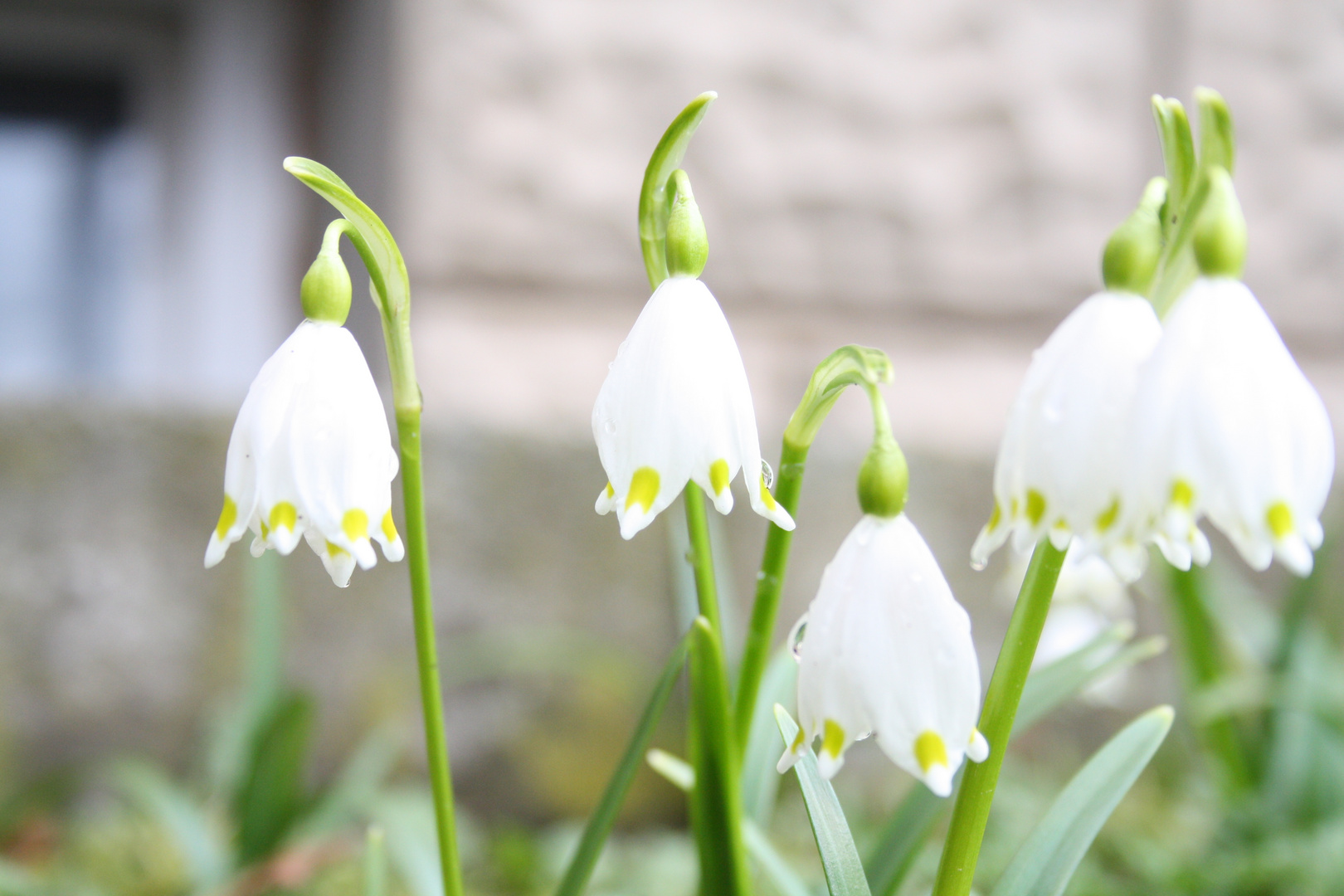 früher Frühling