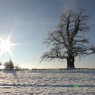 Früher gab es Schnee im Winter . . .