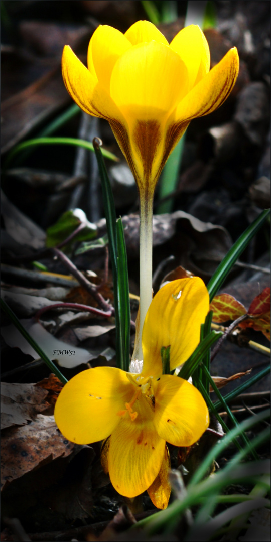 Früher gelber Krokus