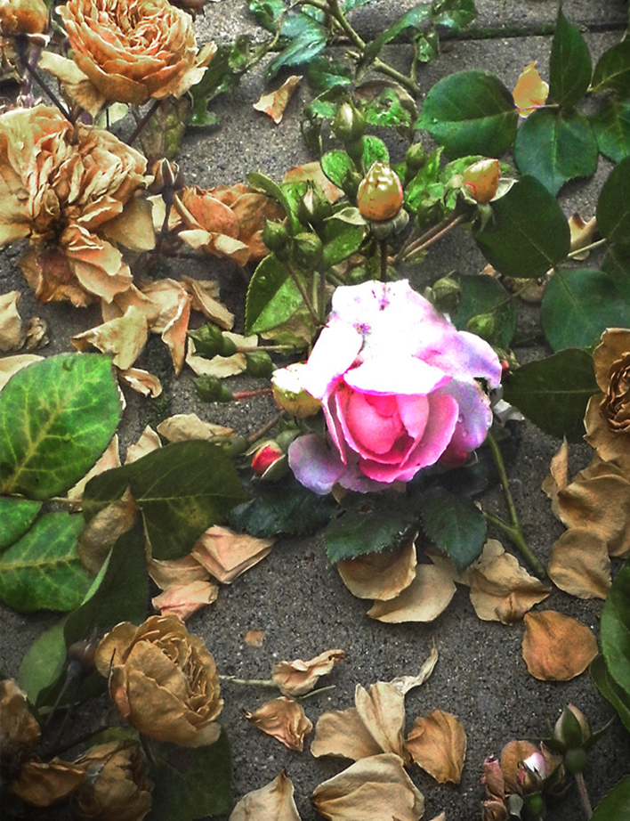 Früher hat es noch rote Rosen geregnet