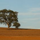 Früher Herbst