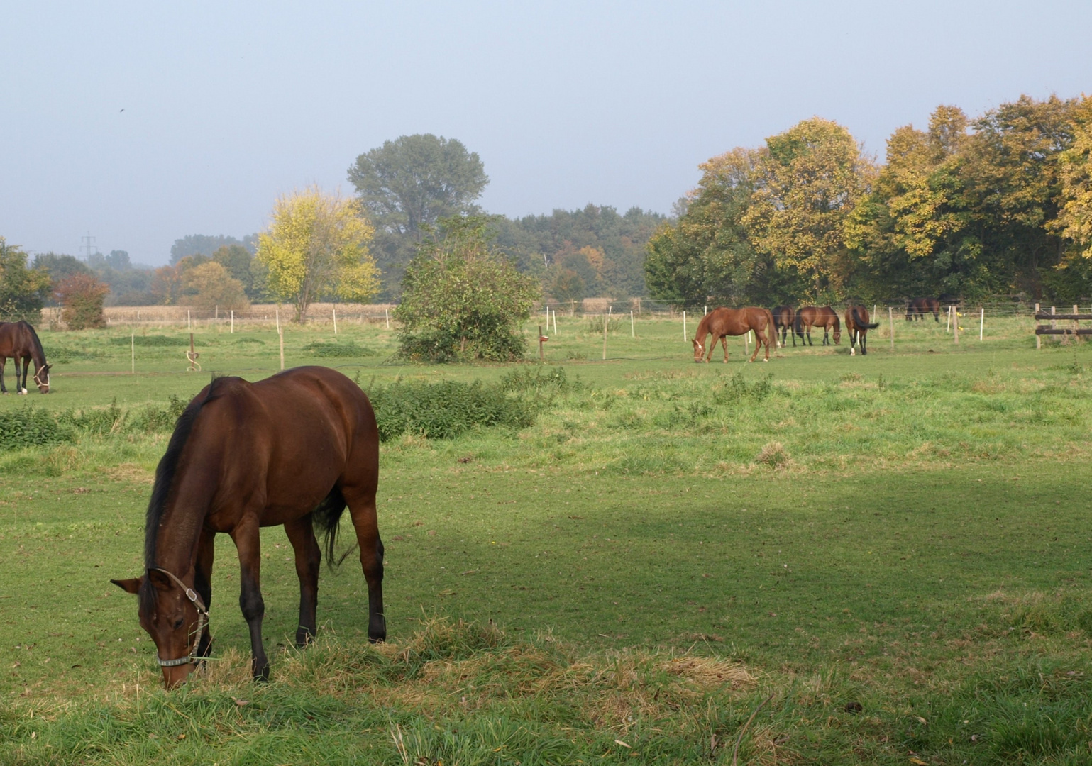 Früher Herbst im Ried