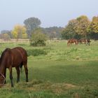 Früher Herbst im Ried