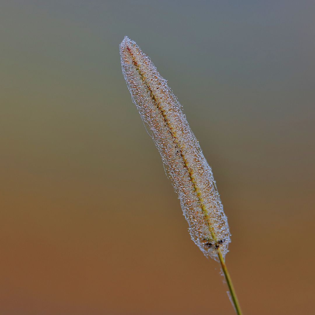 Früher Herbstmorgen