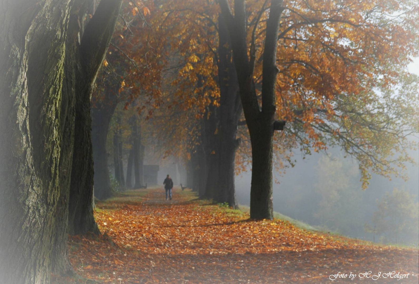 Früher Herbstnebel im November