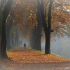 Früher Herbstnebel im November