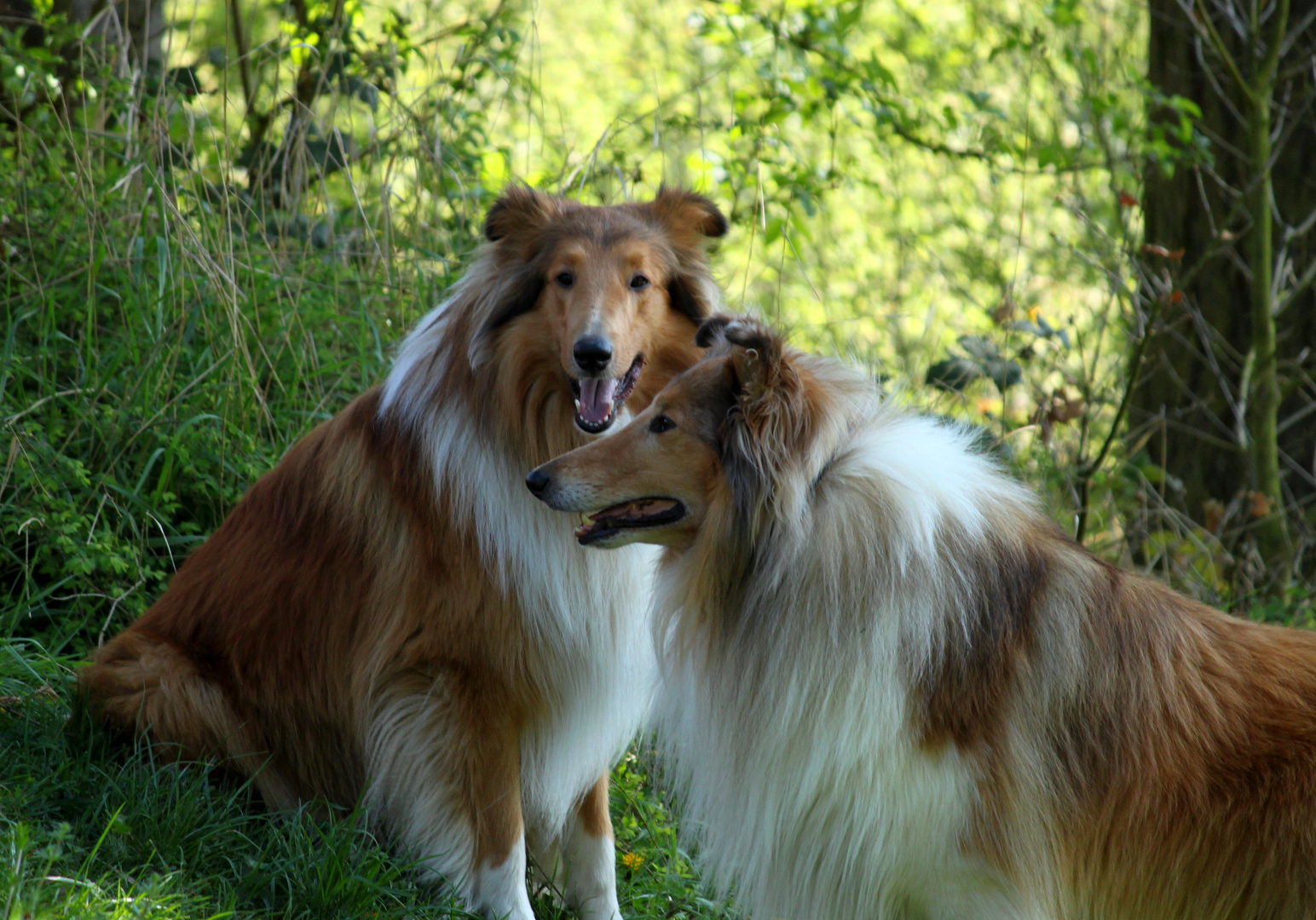 Früher hießen alle Lassie
