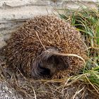 Früher Igel im Garten