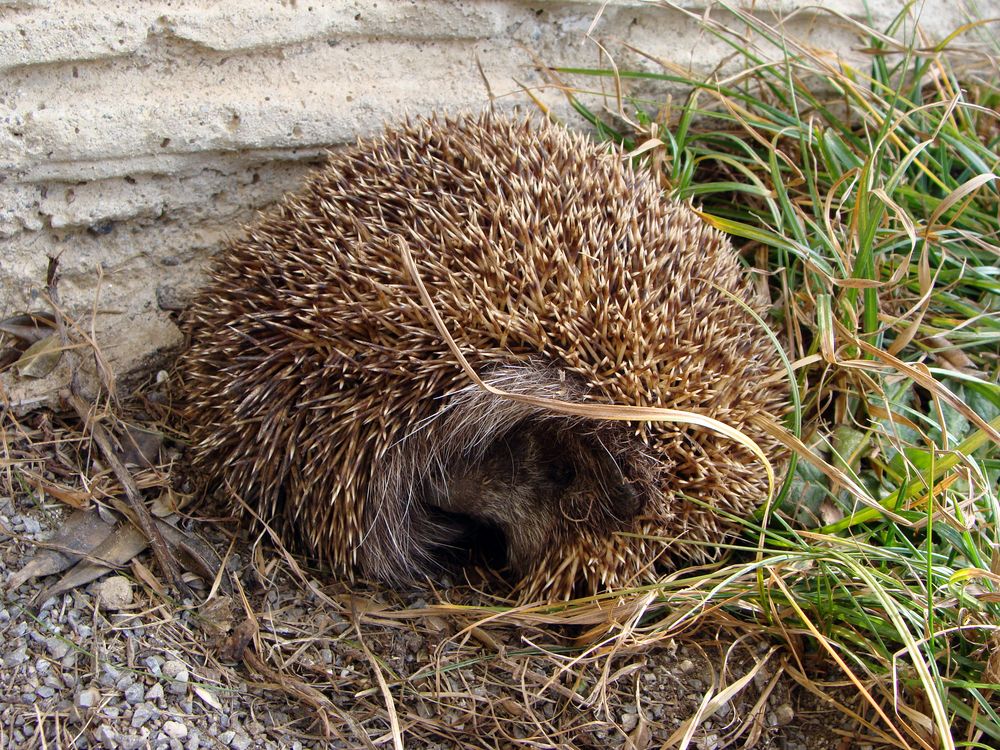 Früher Igel im Garten