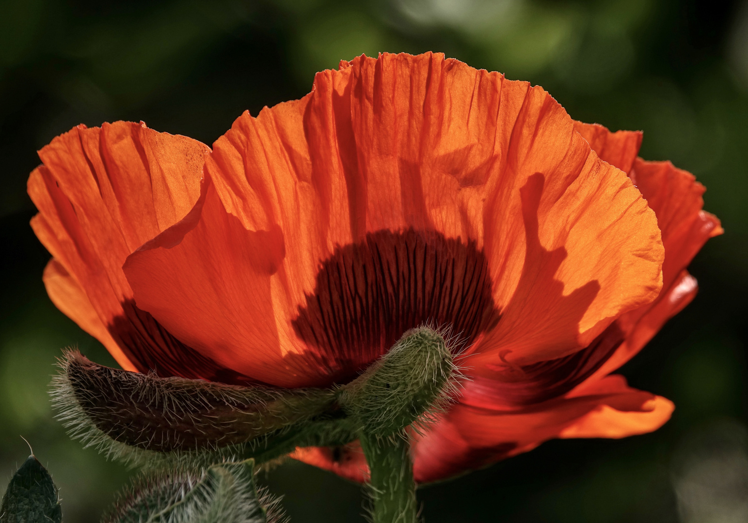 Früher Mohn