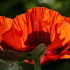 Früher Mohn