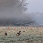 Früher Morgen