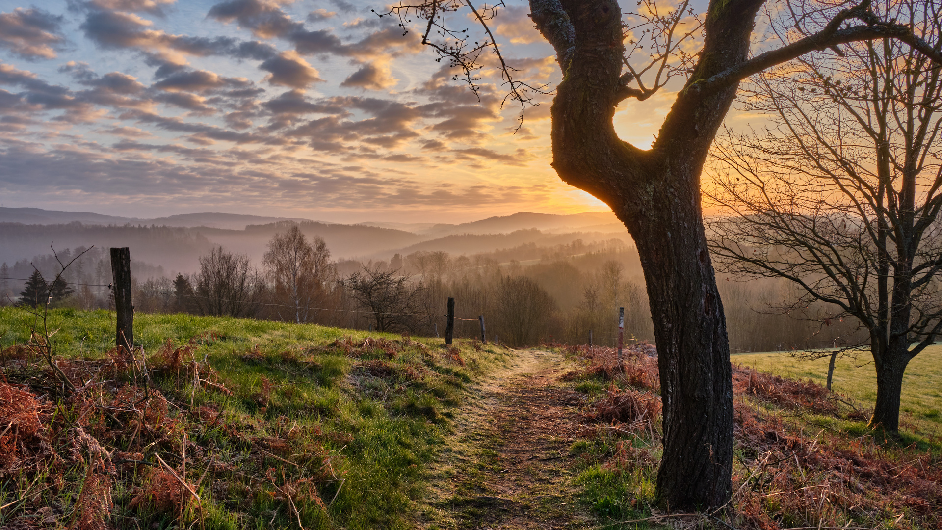 Früher Morgen am Adamsberg