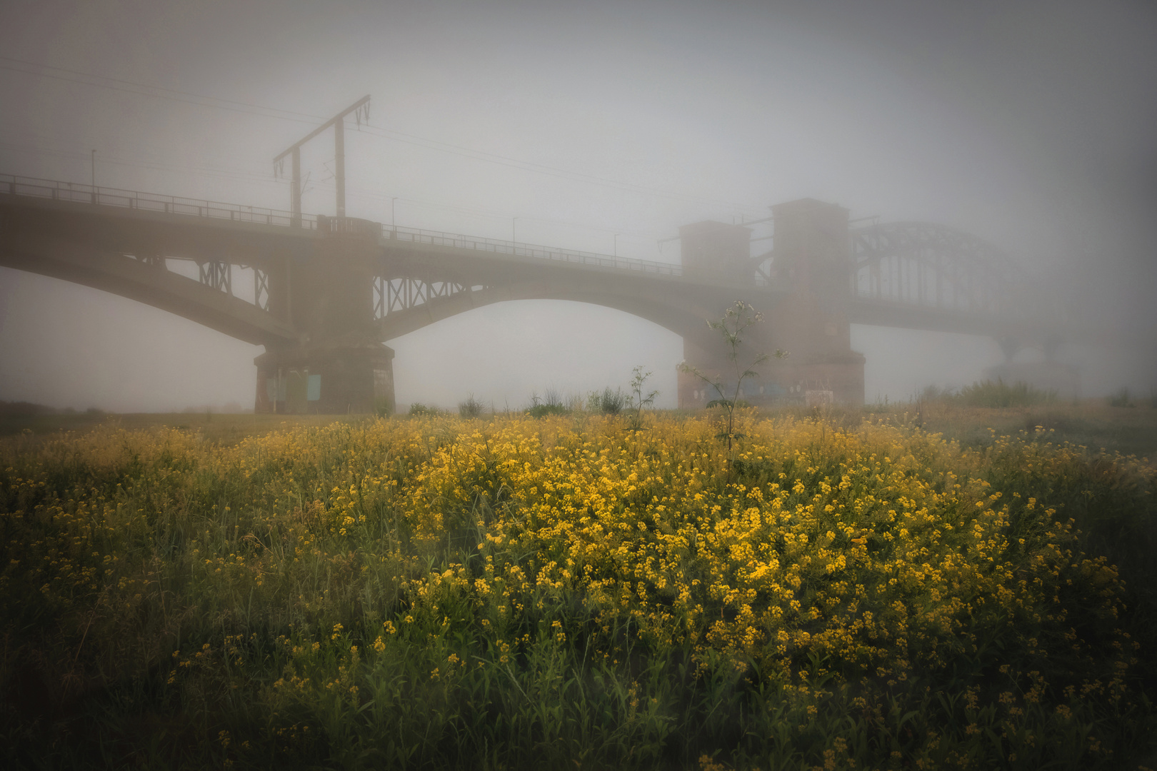 Früher Morgen am Rhein