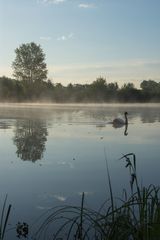 Früher Morgen am Teich