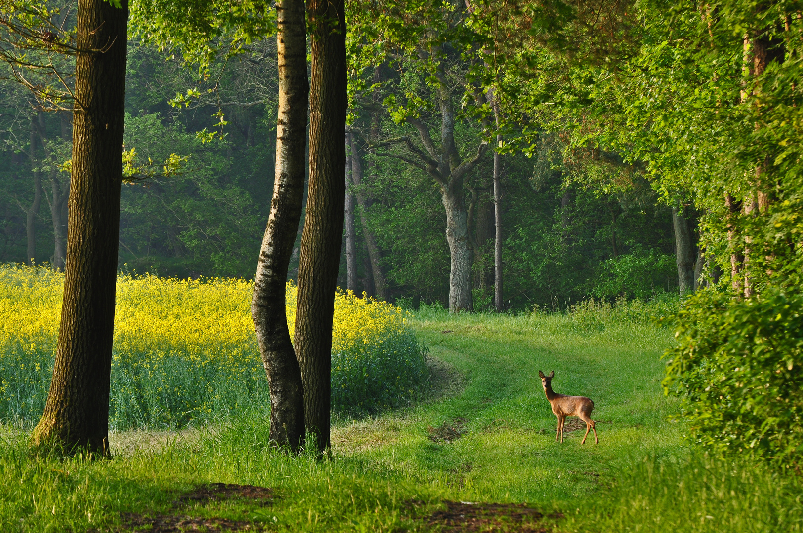 Früher Morgen am Wegesrand