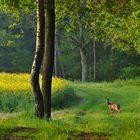 Früher Morgen am Wegesrand