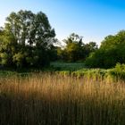 Früher Morgen an der Schunter in Braunschweig-Kralenriede_2