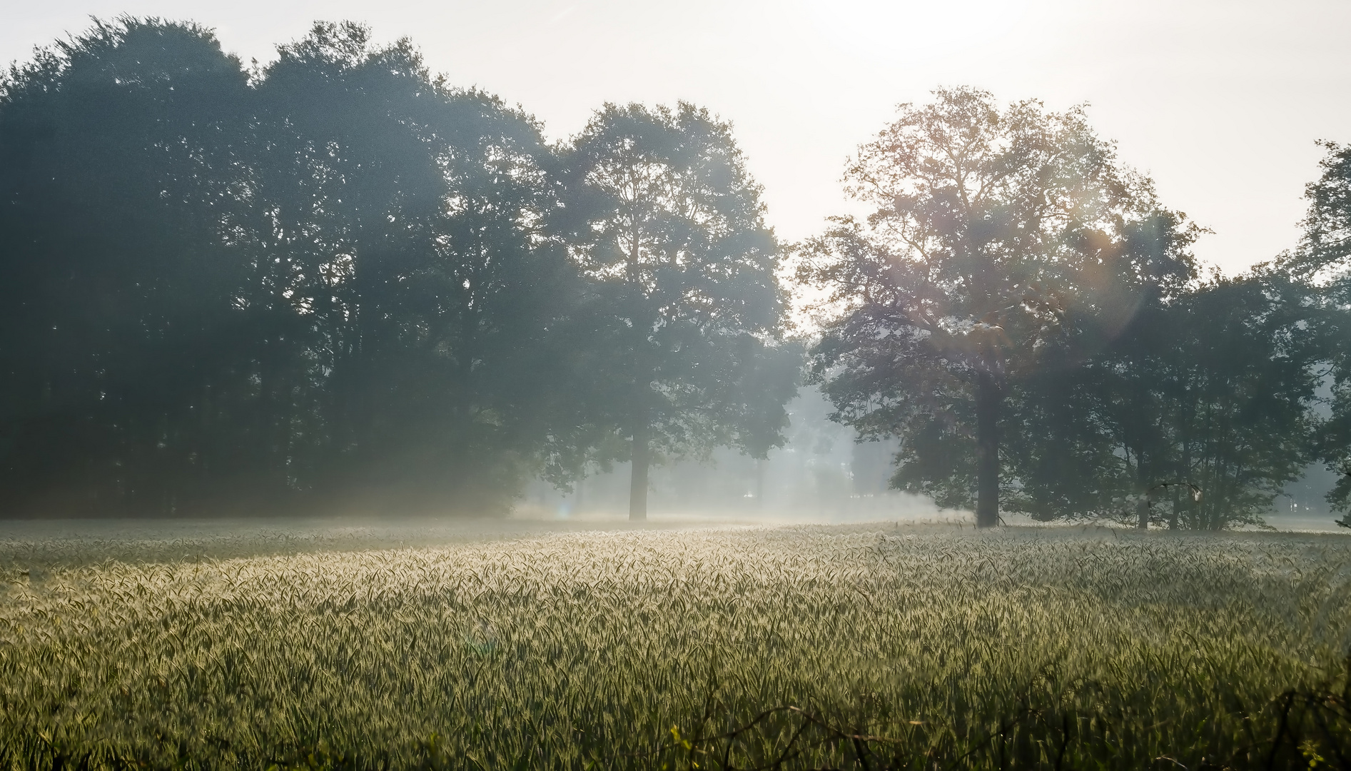 Früher Morgen