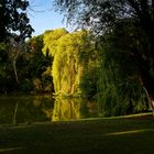 Früher Morgen im Bürgerpark in Braunschweig_1