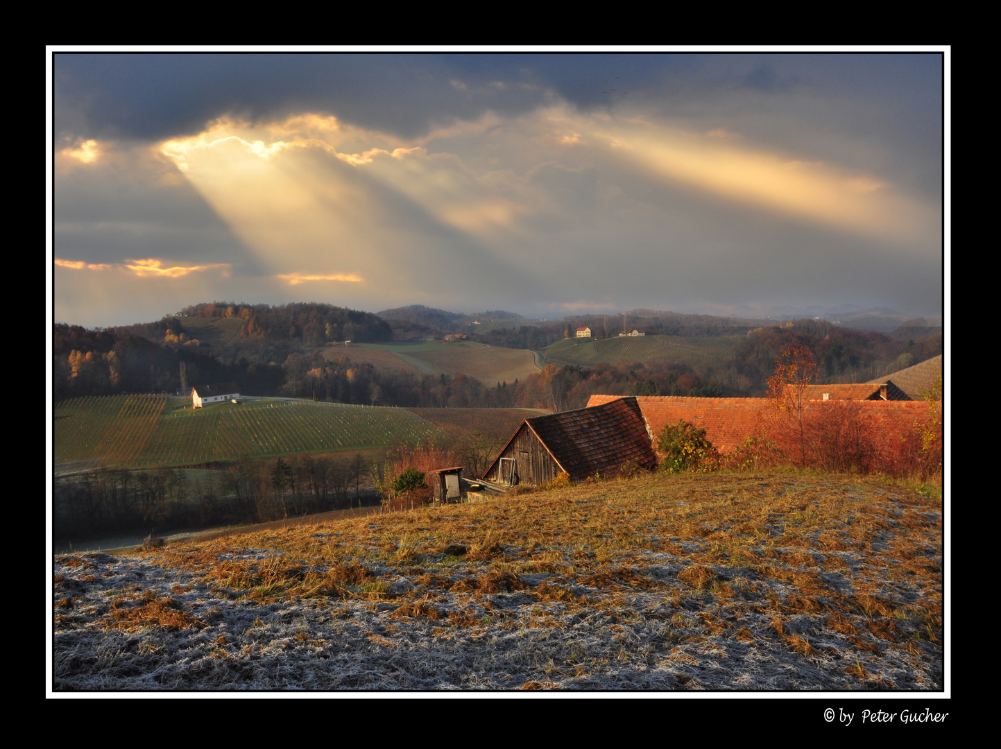 Früher Morgen im Weinland