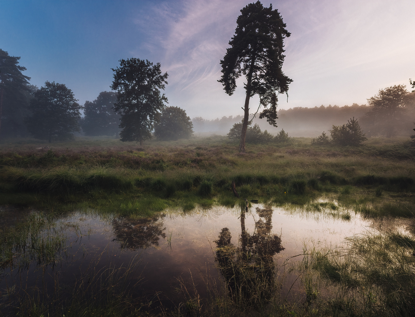 Früher Morgen in der Heide