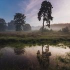 Früher Morgen in der Heide