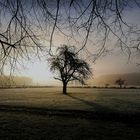 Früher Morgen in der Nähe des Laacher See