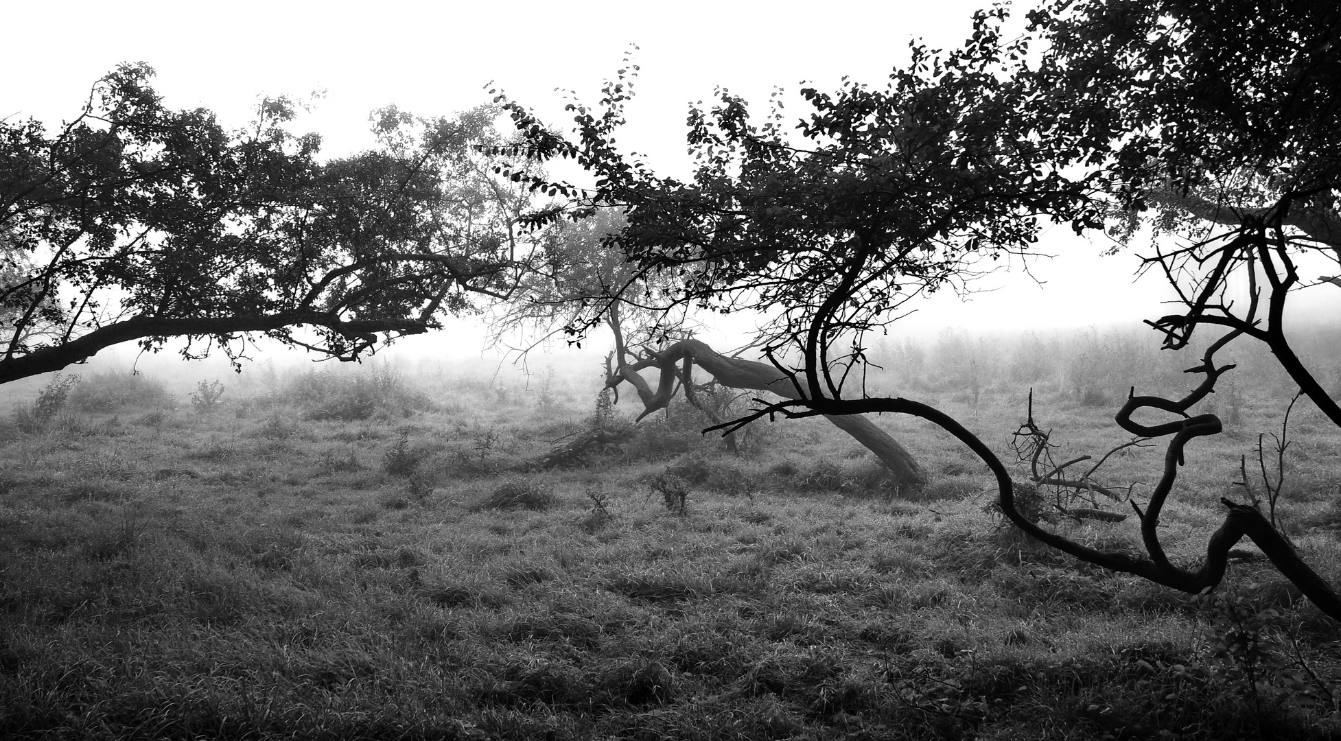 früher nebel