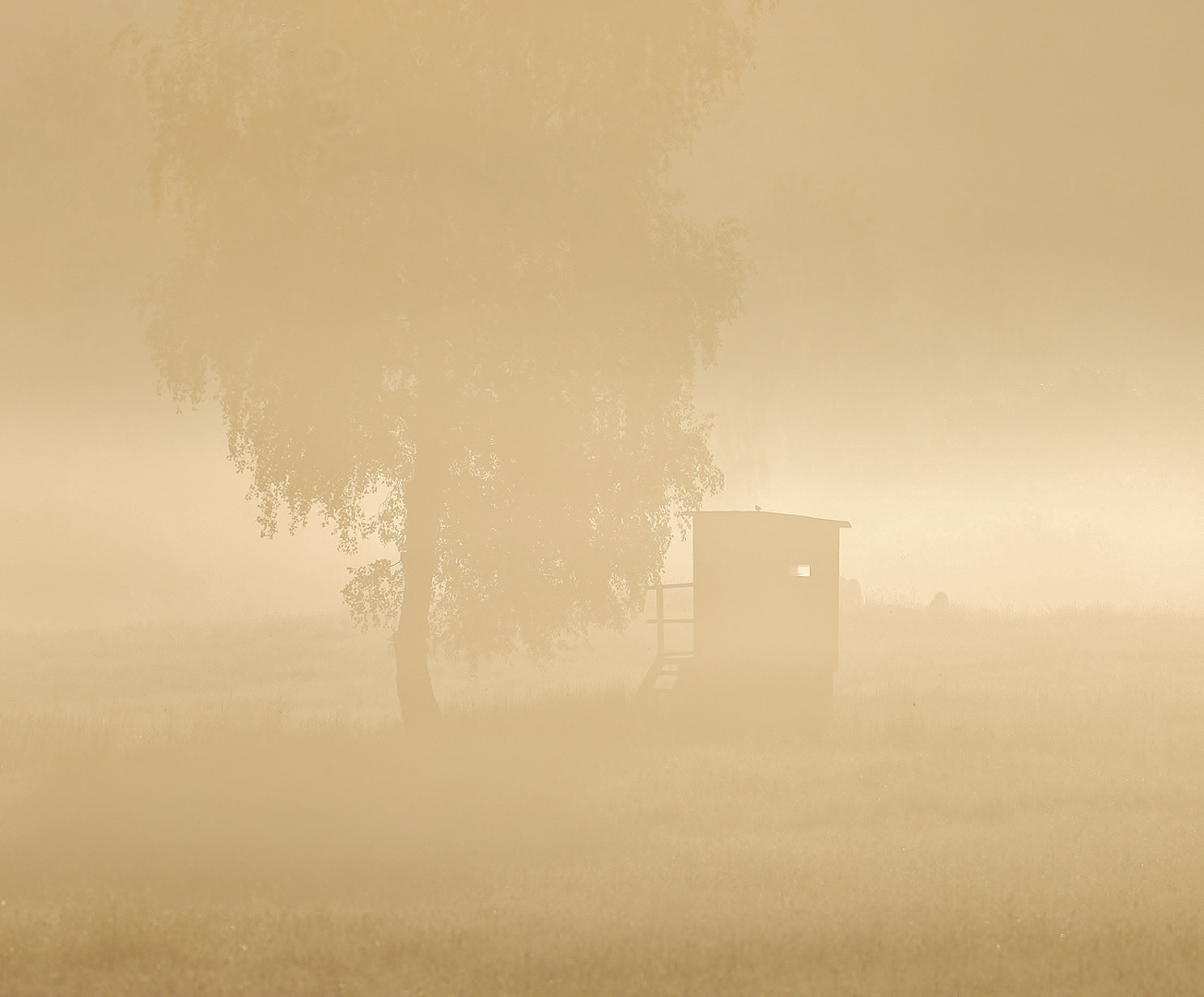 Früher Nebelmorgen auf Rügen