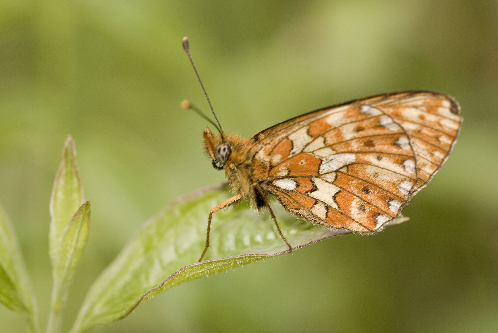 Früher Perlmutterfalter (Boloria euphrosyne)