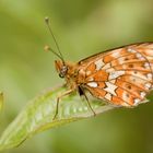 Früher Perlmutterfalter (Boloria euphrosyne)