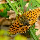 Früher Perlmutterfalter (Boloria euphrosyne)