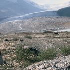 Früher reichte der Athabasca Gletscher bis zur Markierung 1935