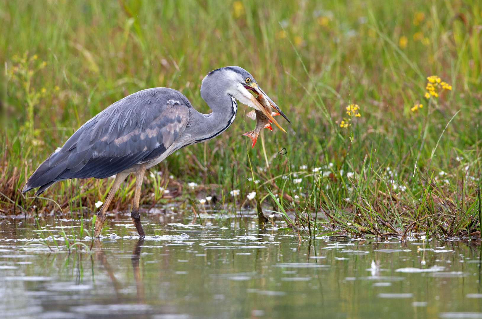 Früher Reiher fängt den Fisch