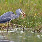 Früher Reiher fängt den Fisch