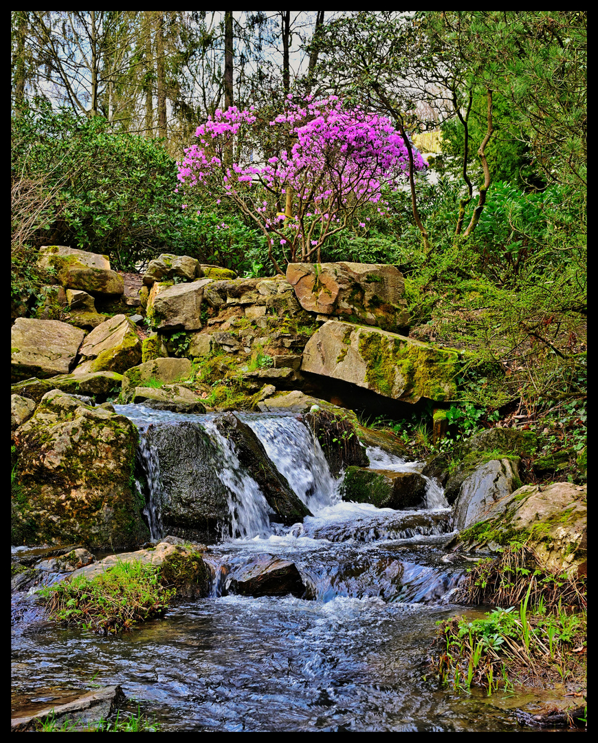 Früher Rhododendron