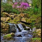 Früher Rhododendron