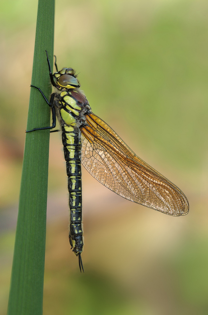 Früher Schilfjäger (Brachytron pratense)