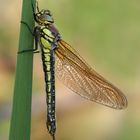 Früher Schilfjäger (Brachytron pratense)