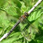 --- Früher Schilfjäger (Brachytron pratense) ---