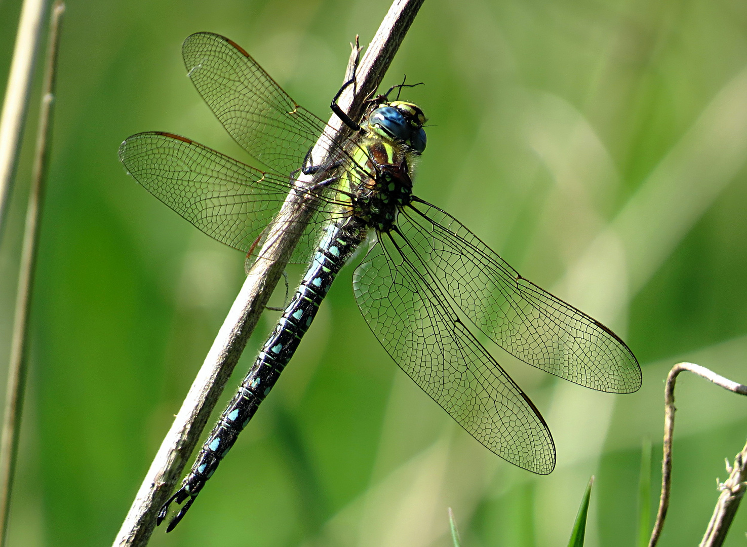 --- Früher Schilfjäger (Brachytron pratense) (1) ---