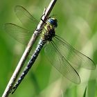 --- Früher Schilfjäger (Brachytron pratense) (1) ---