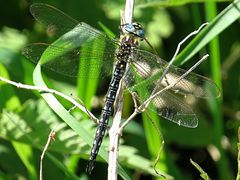 --- Früher Schilfjäger (Brachytron pratense) ---