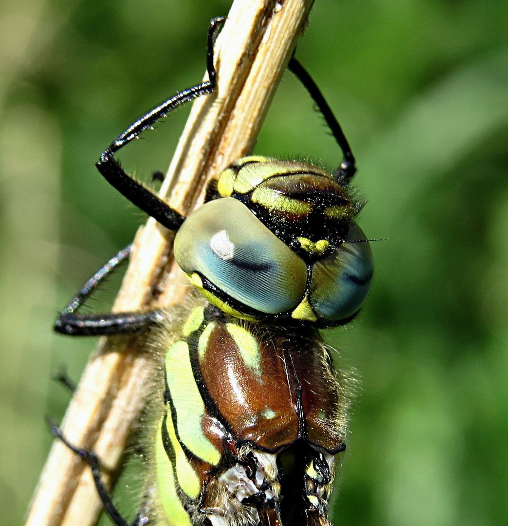 --- Früher Schilfjäger (Brachytron pratense) ---